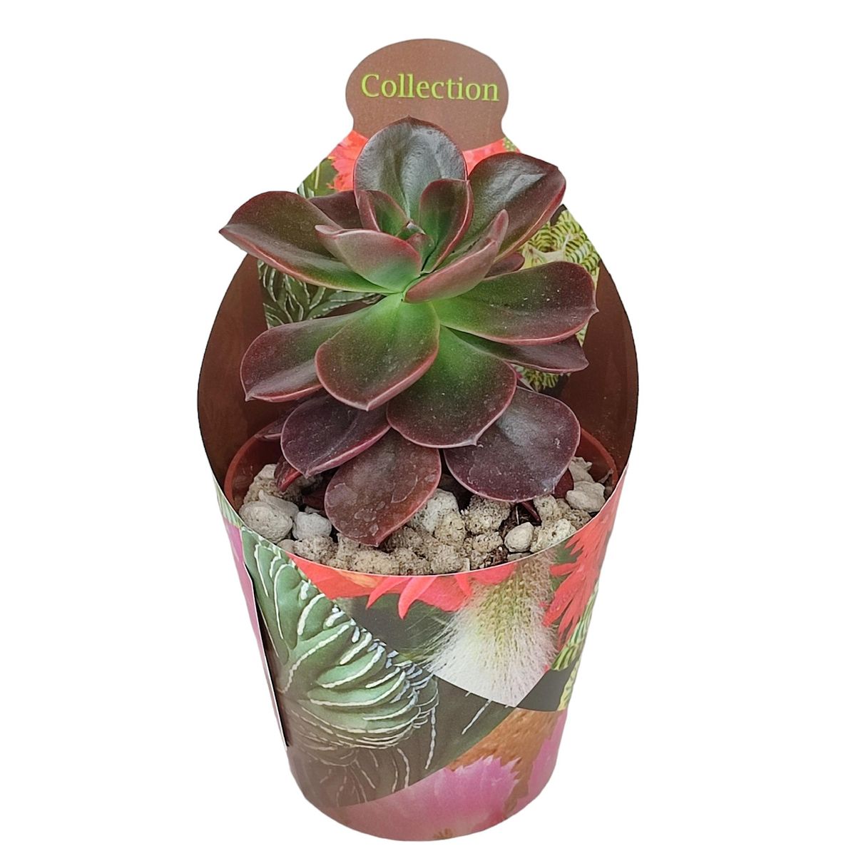 Echeveria 'Melaco' — Plant Wholesale FlorAccess