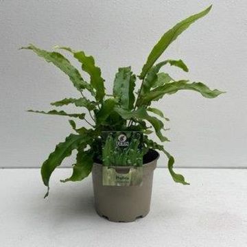 Asplenium scolopendrium