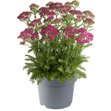 Achillea millefolium  MILLY ROCK ROSE
