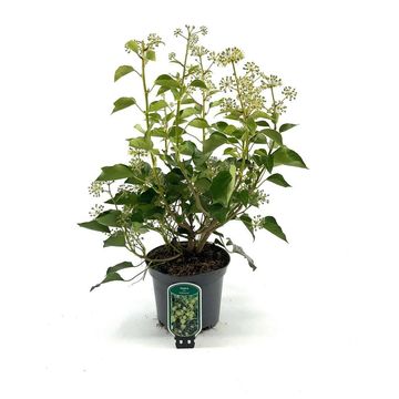 Hedera helix 'Arborescens'