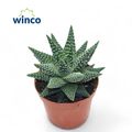Haworthia margaritifera