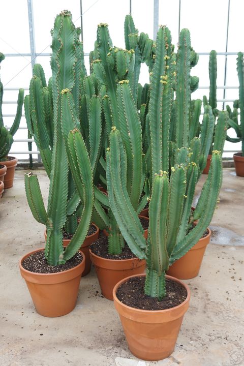 Euphorbia ingens