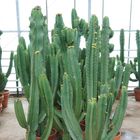 Euphorbia ingens