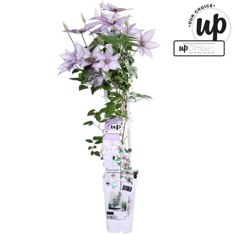 Clematis SAMARITAN JO (EL)