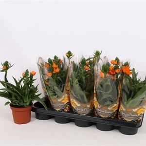 Ornithogalum dubium (Vreugdenhil Bulbs & Plants)