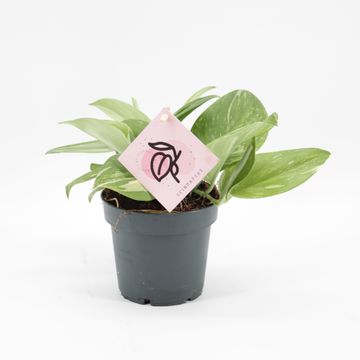 Scindapsus 'Rubicon'