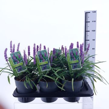 Liriope muscari 'Ingwersen'