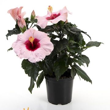 Hibiscus rosa-sinensis 'Adonicus Rosa'