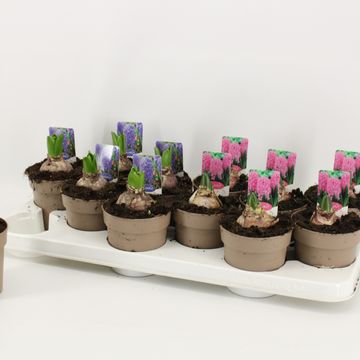 Hyacinthus orientalis MIX