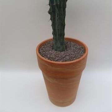 Myrtillocactus geometrizans cristata