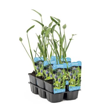 Pontederia lanceolata