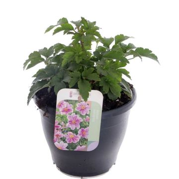 Anemone hupehensis 'Emmy Bicolour'