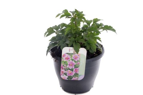 Anemone hupehensis 'Emmy Bicolour'