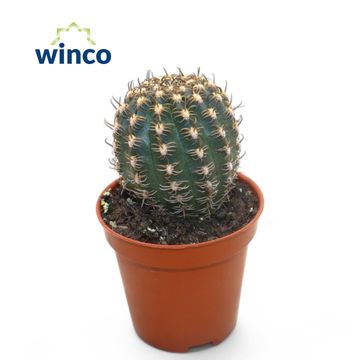 Lobivia winteriana