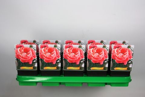 Paeonia 'Coral Sunset'