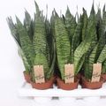 Sansevieria zeylanica 'Compacta'