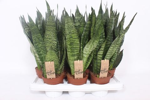 Sansevieria zeylanica 'Compacta'