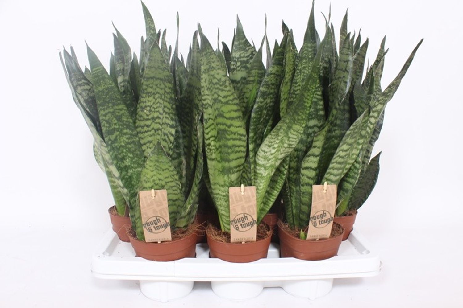 Sansevieria zeylanica 'Compacta' — Plant Wholesale FlorAccess