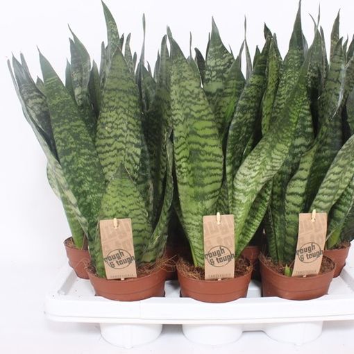 Sansevieria zeylanica 'Compacta'