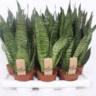 Sansevieria zeylanica 'Compacta'