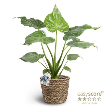Alocasia cucullata