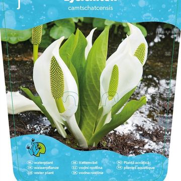 Lysichiton camtschatcensis