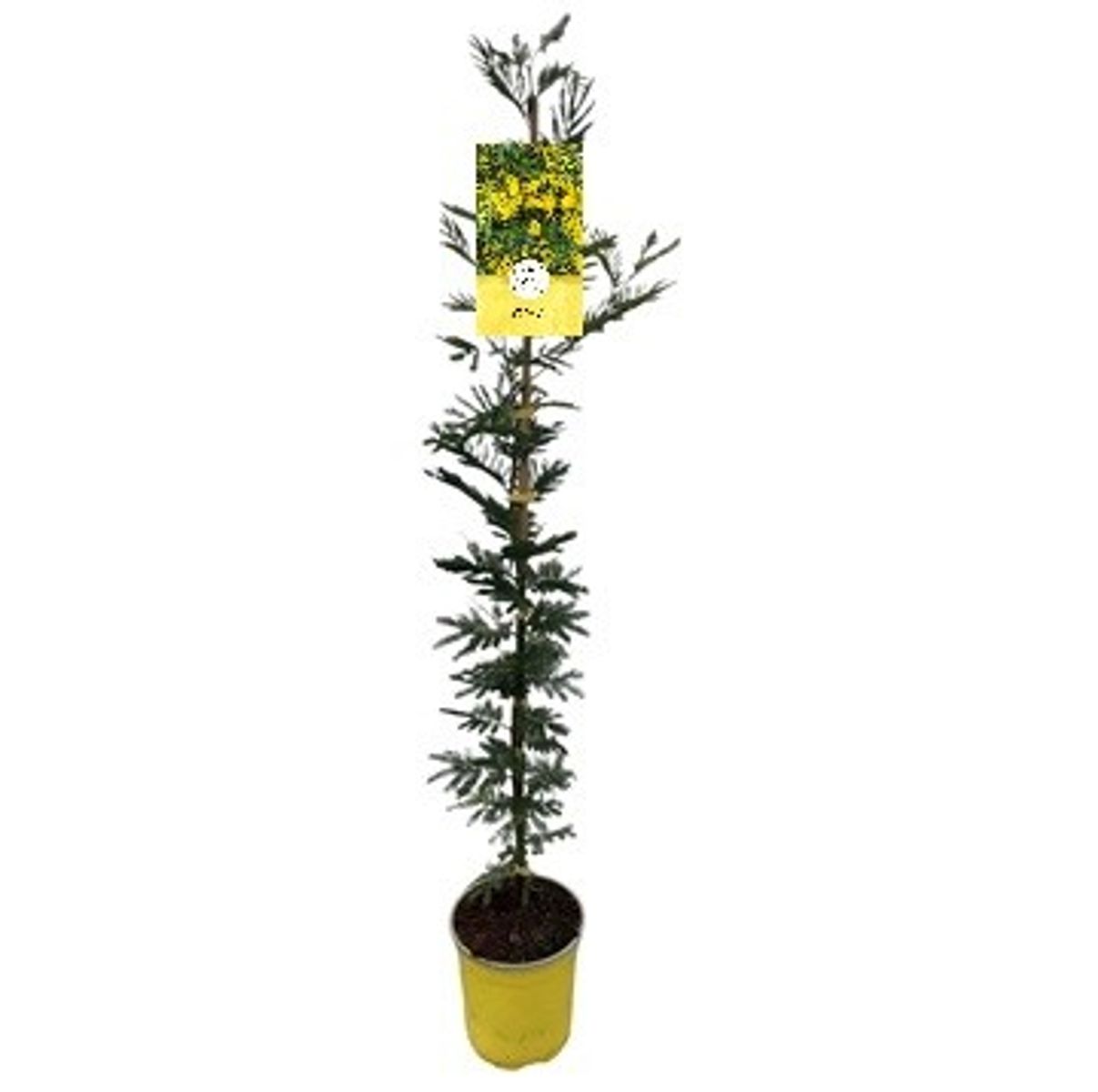 Acacia dealbata 'Les Gaulois' — Plant Wholesale FlorAccess