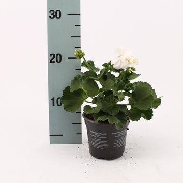 Pelargonium SAILING