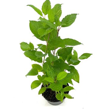 Cornus alba 'Sibirica'