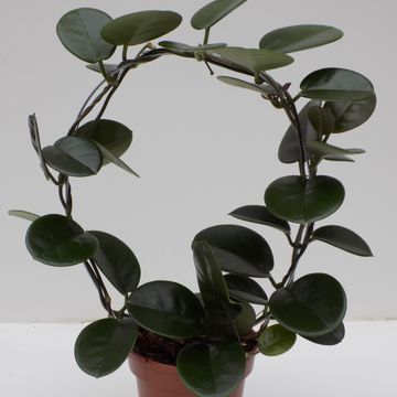 Hoya australis