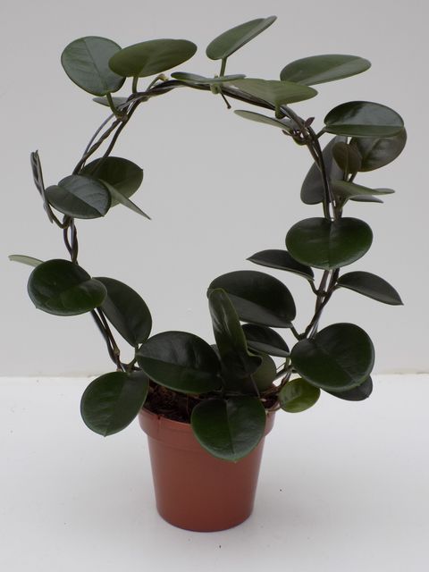 Hoya australis