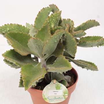 Kalanchoe beharensis 'Fang'