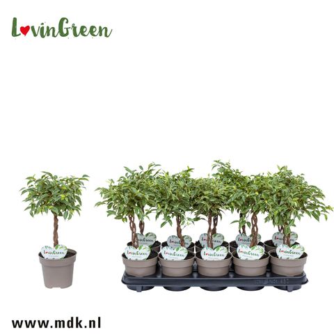 Ficus benjamina 'Nina'