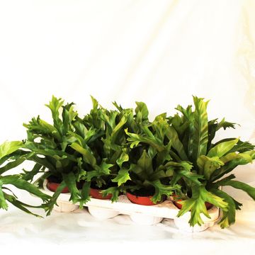 Asplenium nidus 'Crissie'