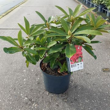 Rhododendron 'Wilgen's Ruby'