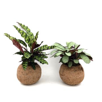 Houseplants MIX