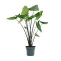 Alocasia 'Black Zebrina'