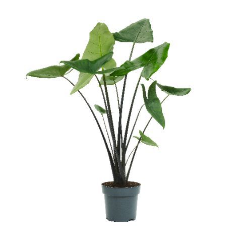Alocasia 'Black Zebrina'