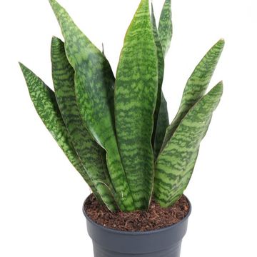 Sansevieria 'Jamaiquina Queen'