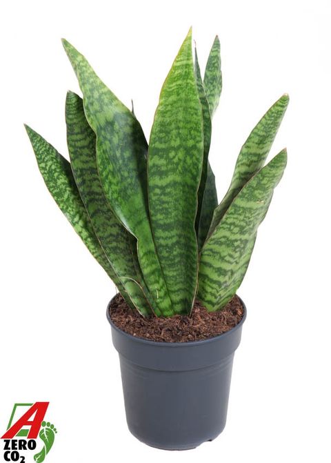 Sansevieria 'Jamaiquina Queen'