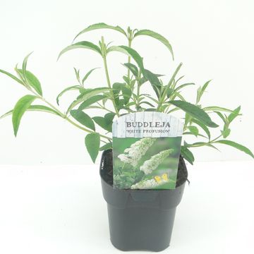 Buddleja davidii 'Вайт Профьюжн'