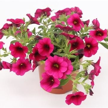 Calibrachoa MINIFAMOUS PURPLE