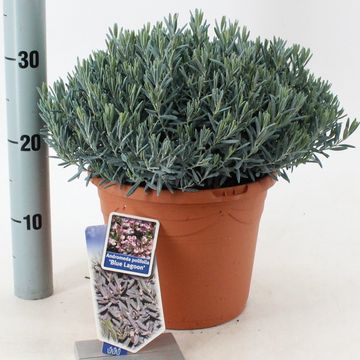 Andromeda polifolia 'Blue Lagoon'