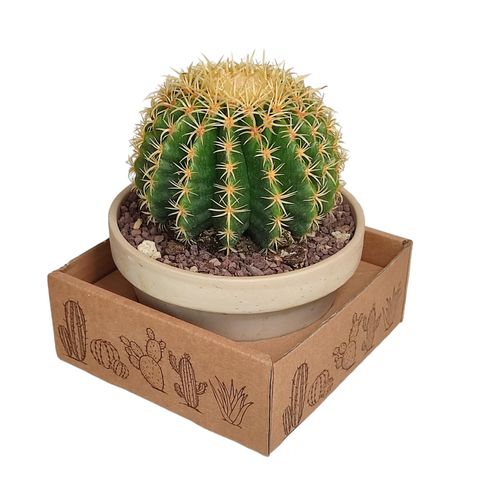 Echinocactus grusonii brevispinus