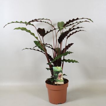 Calathea rufibarba