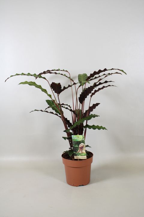 Calathea rufibarba