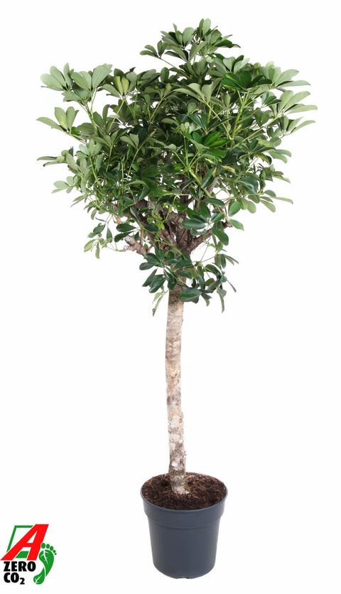 Schefflera arboricola 'Gold Capella'