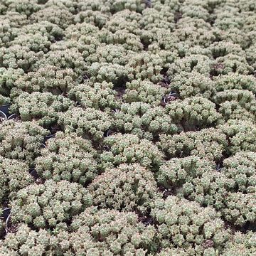 Euphorbia submamillaris