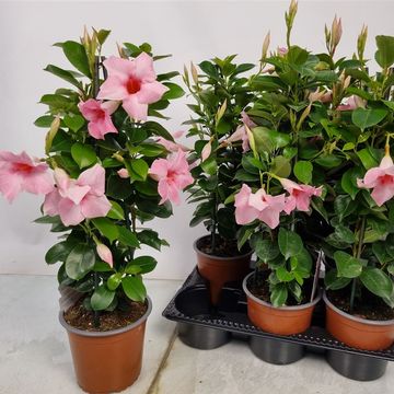 Mandevilla SUNDAVILLE PINK