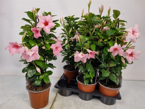Mandevilla SUNDAVILLE PINK